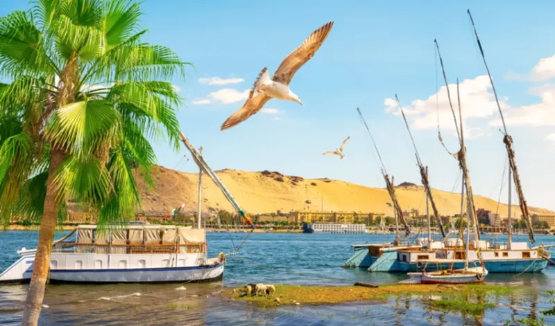 Bird Watching Tour in Aswan: Nile & Desert Birdlife