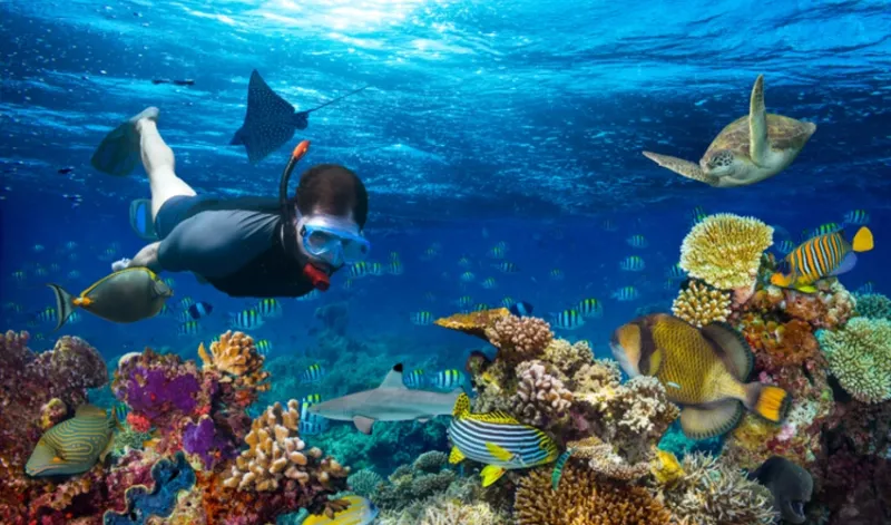 Tiran Island Snorkeling: Tiran Island Tour
