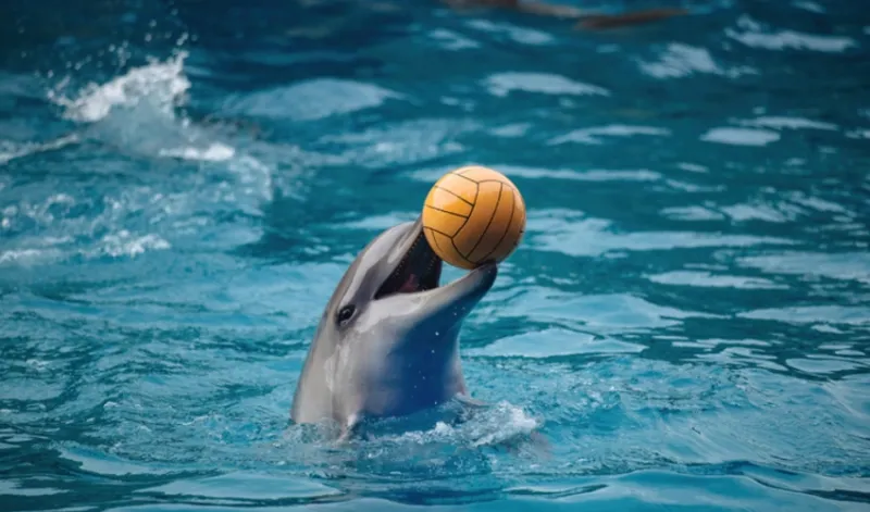Dolphin Show in Sharm El Sheikh: Dolphin Show Sharm